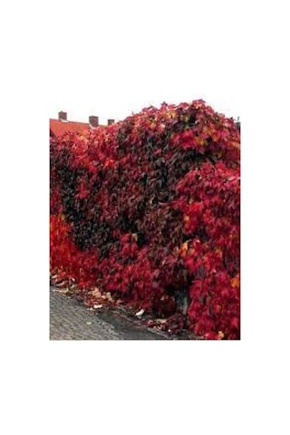 100 Adet Nadir Bulunan Kırmızı Orman Sarmaşık Tohumu Tohu