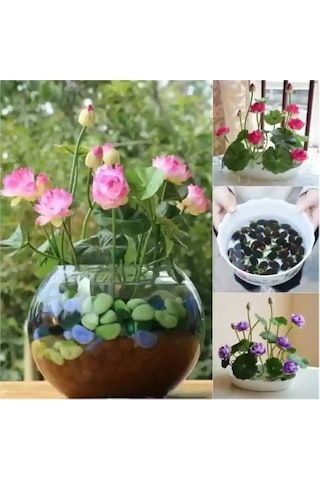 10 Adet Tohum Lotus Pembe Kase Lotusu Çiçeği Lotus Çiçeği Tohumu