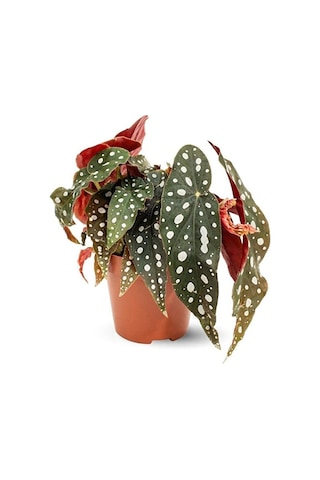 Thebestonline Begonia Maculata / Çilli Begonya