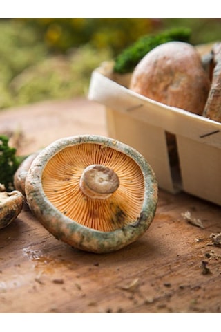 Kanlıca Mantarı Çintar Çam Melki Mantar Deneme Kiti 1 Adet