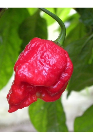 Trinidad Moruga Scorpion / 1.2 Milyon Scoville - Gerçek Taze Acı Biber