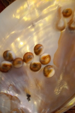 Yılancık Taşı Sifa Tası Canlı Yavru Dişi Ve Erkek Karışık 3 Adet 001