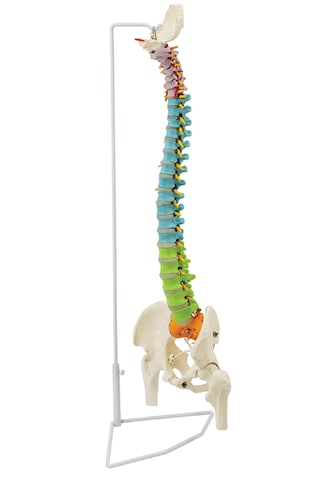 Femur Başlı Esnek Didaktik Omurga Modeli, 85 Cm - Omurga Maketi 01 Femur Başlı Esnek Didaktik Omurga Modeli, 85 Cm - Omurga Maketi 01