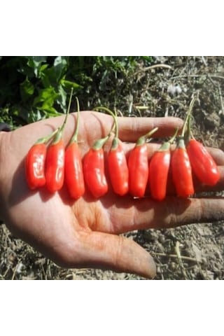 Tüplü Princess Tao Etli Goji Berry Kurt Üzümü Fidanı Sınırlı Say