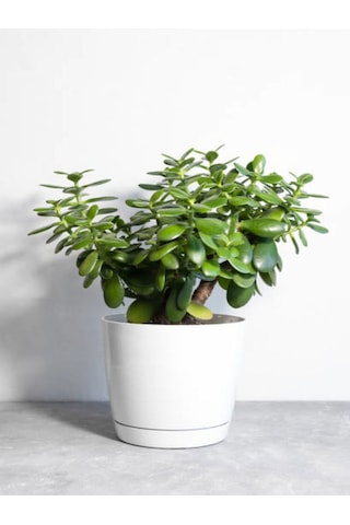 Videolu Para Ağacı Bitkisi 40 60 Cm 1 Adet Saksılı Iç Mekan Bitkisi Crassula