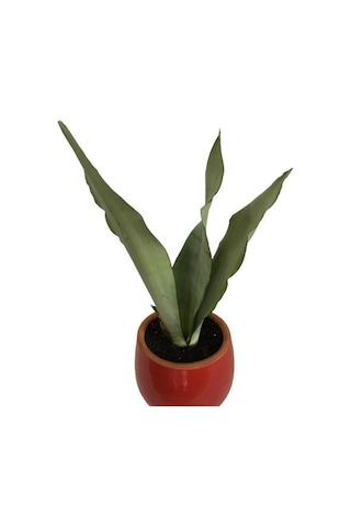 Dekoratif Toprak Saksıda Sansevieria Moonlight Sanseverya 35cm