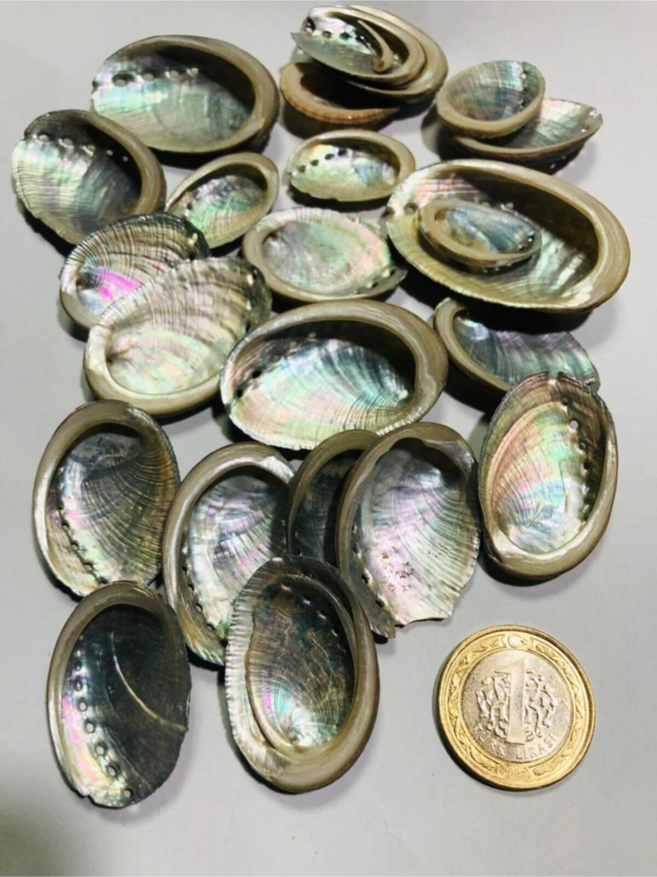 Gerçek Deniz Kabuğu 50 Gram - Sedefli - Nacreous