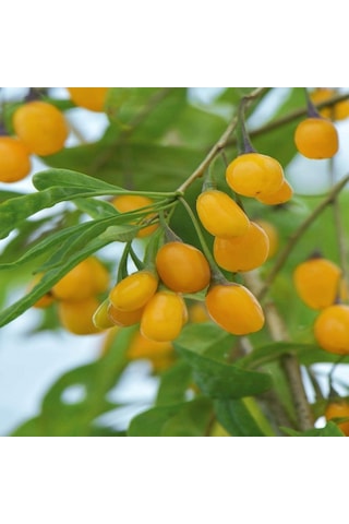 Tüplü Şifalı Özel Çeşit Sarı Amber Goji Berry Kurt Üzümü Fidanı