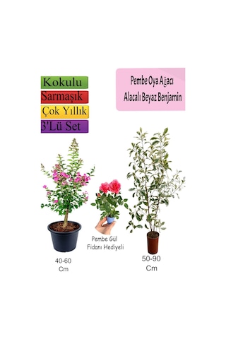Pembe Oya Ağacı+ Alacalı Beyaz Benjamin+ Pembe Gül Fidanı Hediyeli