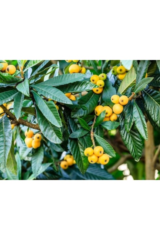 Malta Eriği - Yeni Dünya Fidanı 5 Adet Eriobotrya Japonica