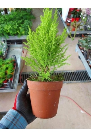 Limoni Servi Çam Fidanı Salon Çamı 30 40 Cm 1 Adet Saksılı Cupressus Macrocarpa