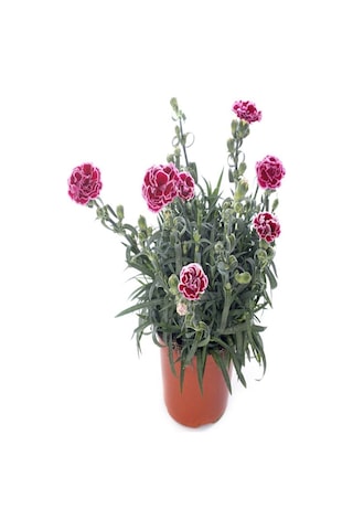Küstüm Çiçeği 1 Adet 8/10cm +ebruli Karanfil Çiçeği 10-15cm+beyaz Mine Çiçeği 10-15cm