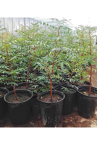 Tüplü Ucb 1 Antep Fıstığı Anacı Fidanı 10 Adet