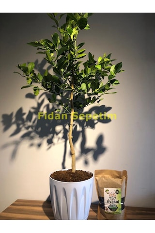 Dekoratif Saksılı Tijli Limon Fidanı