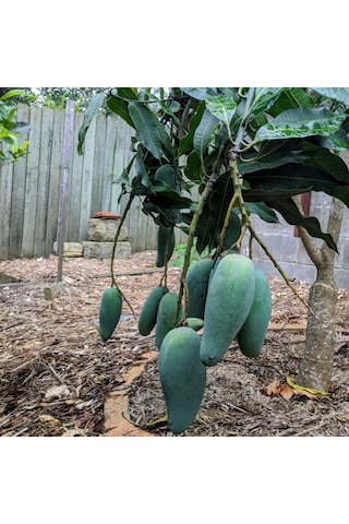 Aşılı Keo Mango Fidanı - 2 Yaş - Tüplü 60-70 Cm - En Erken Meyve Veren Verimli Egzotik Çeşit