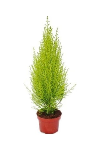 Limon Servi Çamı Fidanı 30-50 Cm