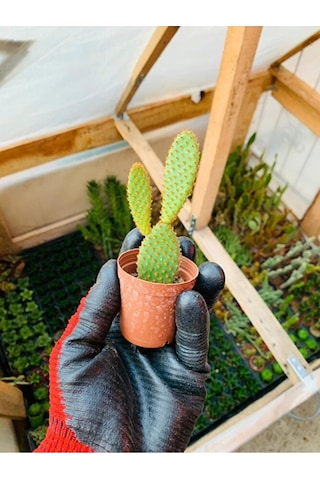Opuntia Microdaisys Kaktüs Tavşan Kaktüs