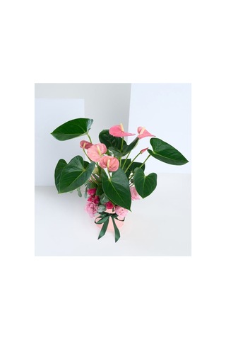 Pembe Antoryum Çiçeği - 939442402