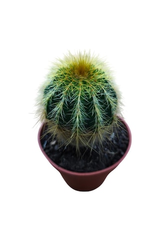 Natocactus Magnificus 8,5 Cm Lik Saksıda 17 Cm Uzunlukta