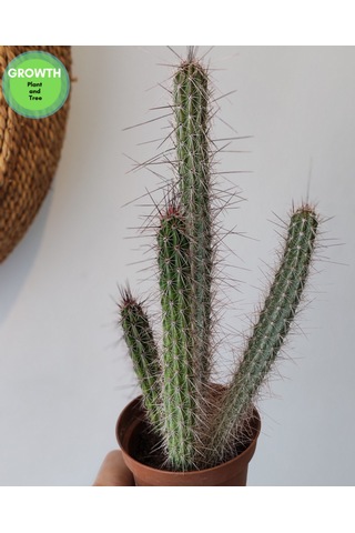 Peniocereus Serpentinus Kaktüs 1 Adet