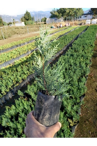 Leylandi Fidanı, 10 Adet Torbada 30 Cm Üzeri