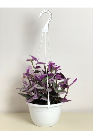 Tradescantia Nanouk Pembe Telgraf Çiçeği