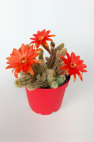 Echinopsis Chamaecereus Yılan Kaktüs Parmak Kaktüs Kırmızı Çiçek