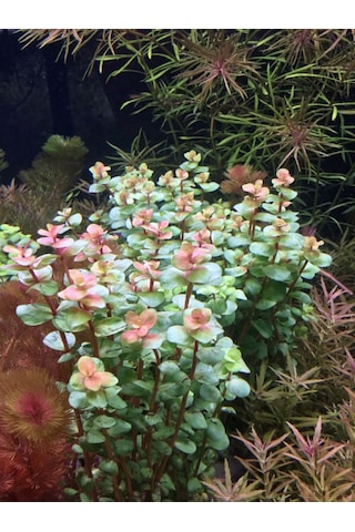 Rotala Macrandra Mini Pink Akvaryum Bitkileri Akvaryum Bitkisi 5 Dal