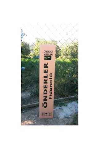 Pembe Yediveren Aşılı Gül Fidanı