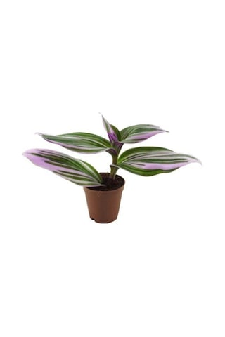 Çok Avantajlı Ithal Telgraf Çiçeği Nanouk Tradescantia En Az 2 Köklüdür Iç Mekan Bitkisi Diğer