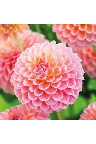 10 Adet Pembe Renk Dahlia Yıldız Çiçeği Tohumu + 10 Adet Hediye Karışık Renk Gül Tohumu