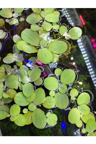 Pistia Stratiotes Su Marulu Su Üstü Canlı Akvaryum Bitkisi 4 Kök 15-20 Yaprak Kolay Bitki