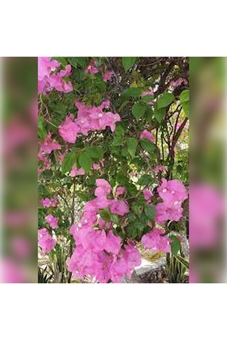 Begonvil Sarmaşığı Fidanı Gelin Duvağı Sarılıcı Pembe Tırmanıcı