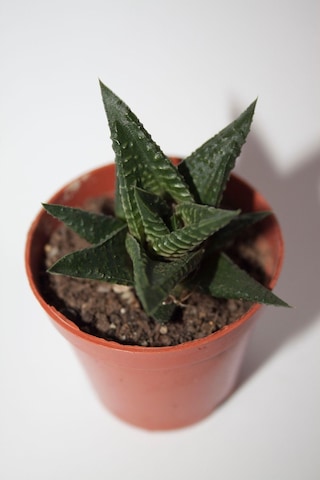 Haworthia Limifolia Sukulent Tekli 5,5 Cm Saksıda