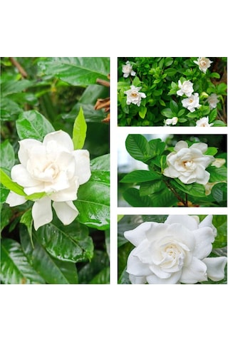 Videolu 1 Adet Anneler Günü Özel Mis Gardenya Çiçeği 20-35cm Saksılı Sukulent Hediye Gardenia