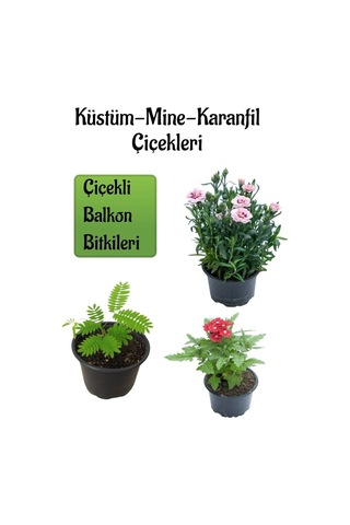Küstüm Çiçeği 1 Adet 8/10cm +pembe Karanfil Çiçeği 10-15cm+kırmızı Mine Çiçeği 10-15cm