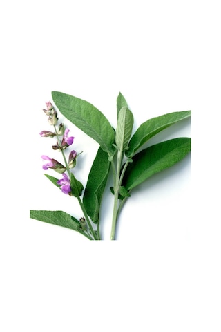 Adaçayı Fidanı 10-20 Cm