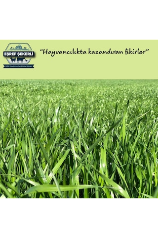 Eşref Şekerli ReyGRas Otu Tohumu 5 KG