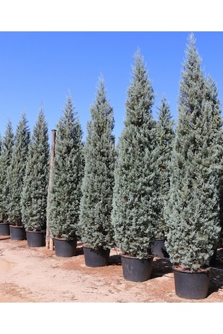 Mavi Servi Çam Fidanı