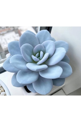 10 Adet Echeveria Laui Snow Lotus Succulent Tohumu
