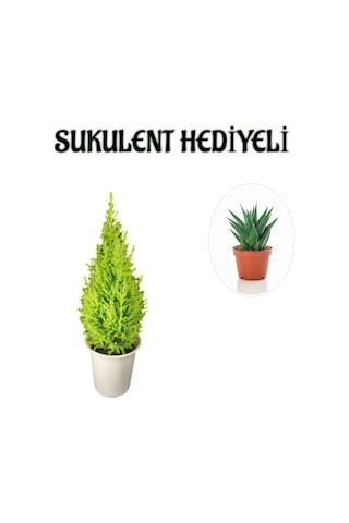 Limon Kokulu Salon Limon Çamı Sevgililer Gününe Özel Sukulent Hediyeli