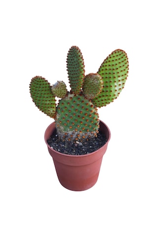 Opuntia Microdays Kırmızı Dikenli- Tavşan Kulağı Kaktüsü 20 Cm Uzunluğunda Opuntia Microdays Kırmızı Dikenli- Tavşan Kulağı Kaktüsü 20 Cm Uzunluğunda
