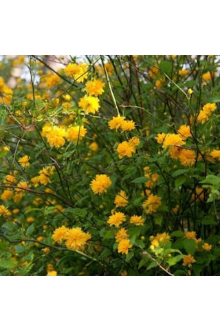 Bahçevilya 2 Yaş Tüplü Mimoza Çiçeği Acacia Dealbata Fidanı