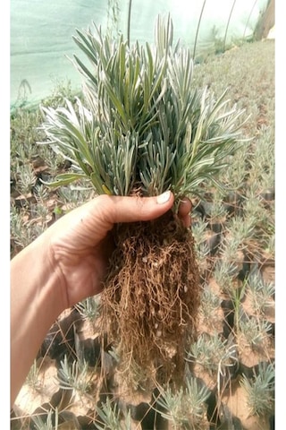 40 Ad. Açık Köklü Intermedia Lavanta Fidanı Fidesi