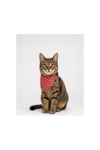 Desenli Bandana Kedi Tasması 2'li Set Puantiye & Pötikare