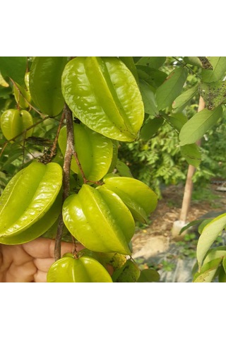 1 Kg Yıldız Meyvesi