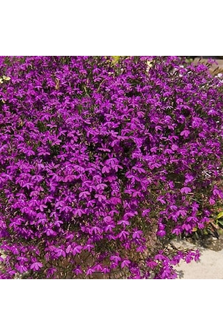 Sarkan Bordo Çiçekli Lobelya Bitkisi1200+ Tohum