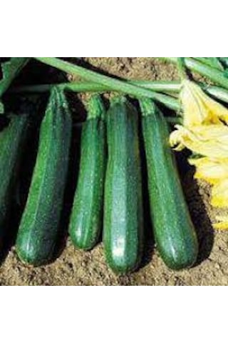 100 Adet Tohum Eko Paket Kara Kolsuz Kabak Tohumu Lezzetli Kabak