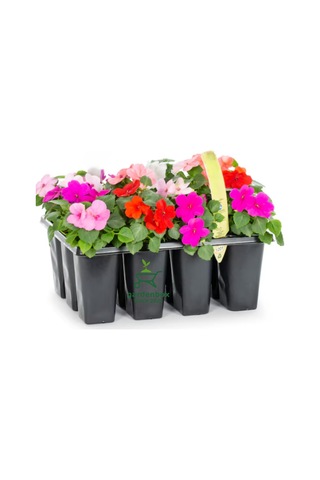 Cam Güzeli Çiçeği Karışık Renk İthal 2 Adet Saksılı 10-15cm