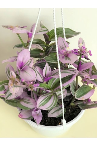 Tradescantia Nanouk Pembe Telgraf Çiçeği